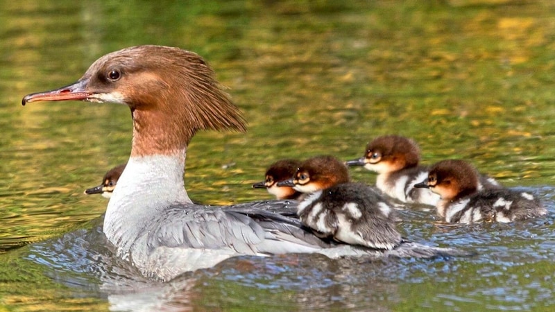 Gänsesägerfamilie (Bild: NATURFOTOGRAFIE Bernhard Schuetz)