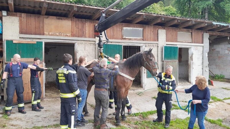 Der Rettungseinsatz lief unter tierärztlicher Aufsicht. (Bild: BFW Klagenfurt )