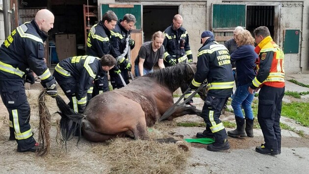 With combined forces, the horse was able to stand again. (Bild: BFW Klagenfurt)