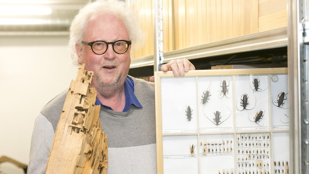 inatura Dornbirn'den Dr. Georg Friebe böcekler alanında uzmandır. (Bild: Mathis Fotografie)