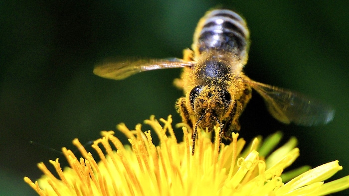 Die Honigbienen neigen wegen der aggressiven Hummeln dazu, weniger zu fliegen.
