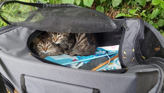 Die durchnässten, verängstigten Katzenbabys. (Bild: Polizei)
