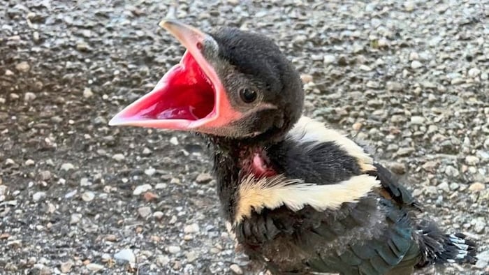 Wild bird chicks should not be touched or taken away - check the situation first