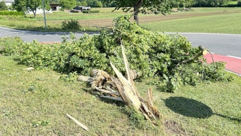 Az ittas sofőr egy fának és egy szembejövő autónak ütközött. Valószínűleg egy Frankenau-i esküvőn ünnepelhetett. (Bild: Schulter Christian)