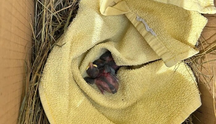 As the little birds had obviously been injured, the Florianis took them to the wild animal care station.