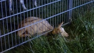 Unter statt hinter Gittern: Die junge Ziege hatte sich selbst in die missliche Lage gebracht. (Bild: FF Guntramsdorf)