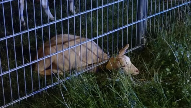 Under instead of behind bars: the young goat had gotten herself into this predicament. (Bild: FF Guntramsdorf)