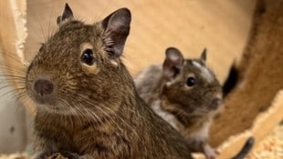Die Degu-Weibchen freuen sich auf eine neue Unterkunft.