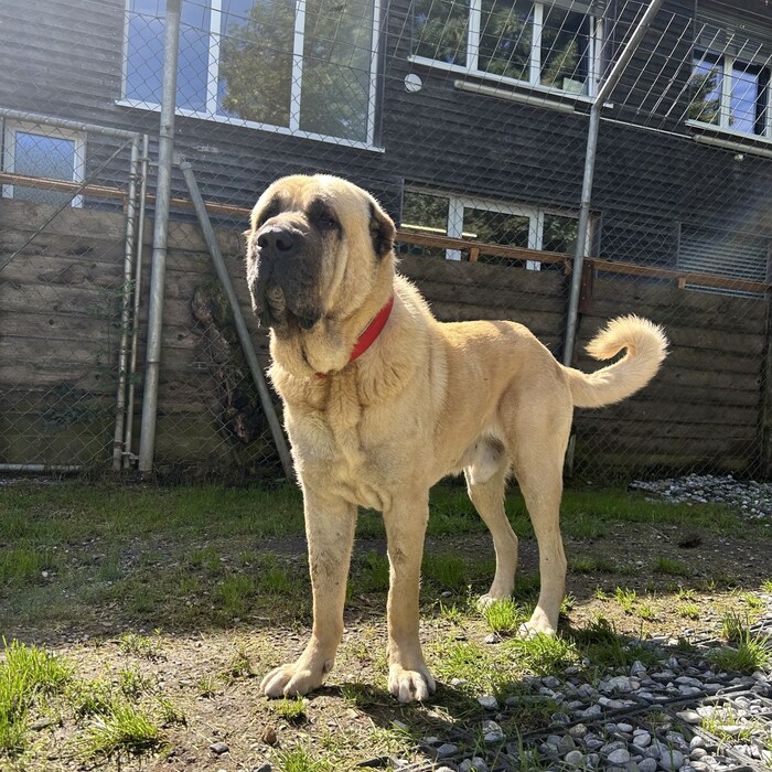 Kangal Django