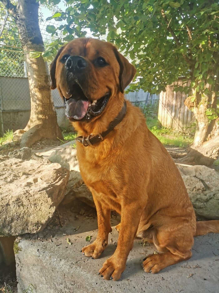 Chow Chow-Rottweiler mix Alvin