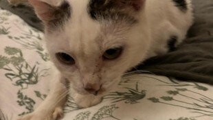 Die wohl zwischen sieben und zehn Jahre alte Katze erholt sich bei der Tierhilfe Bad Ischl von ...