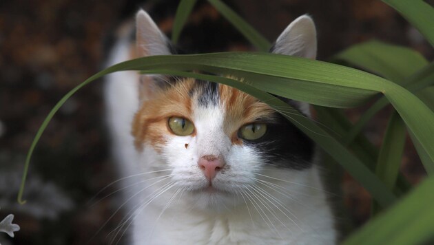 Kater „Karli“ (Symbolbild) wurde das Opfer einer vierköpfigen Burschengruppe. (Bild: Scharinger Daniel)