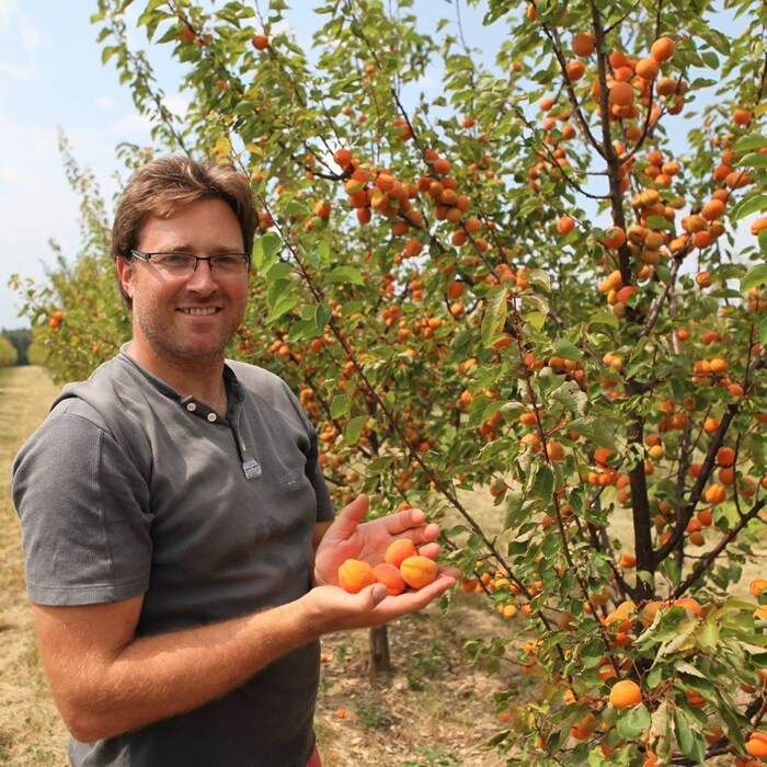 After the few early varieties, the Weinviertel apricot professional Hackl is now getting down to ...