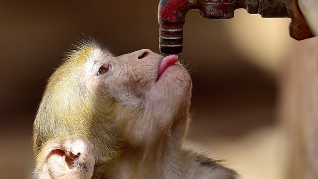 (Bild: AFP/SANJAY KANOJIA)