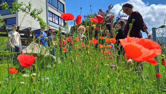 At BORG Lauterach, pupils and teachers have created a species-rich natural area. (Bild: Bergauer Rubina)