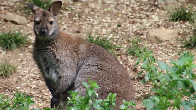 The defendant also kept kangaroos on his farm (symbolic image). (Bild: Martha Moritz)