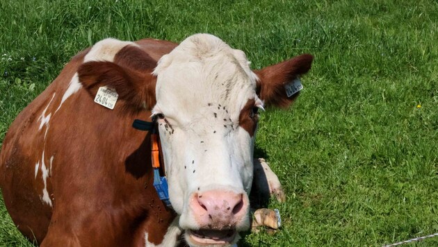 94 Rinder mussten im Salzkammergut geschlachtet werden (Symbolbild). (Bild: Pressefoto Scharinger © Daniel Scharinger)