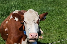 94 Rinder mussten im Salzkammergut geschlachtet werden (Symbolbild). (Bild: Pressefoto Scharinger © Daniel Scharinger)