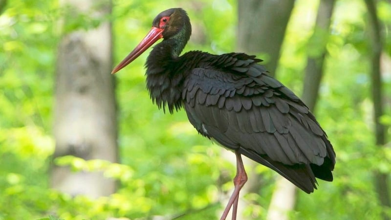 The black stork feels at home in the reserve. (Bild: Evelyn Hronek)