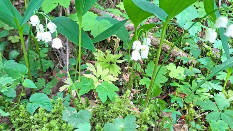 Flora and fauna should be protected (Bild: Evelyn Hronek)