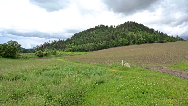 Die Bürgerinitative will die Natur erhalten (Bild: Evelyn Hronek)