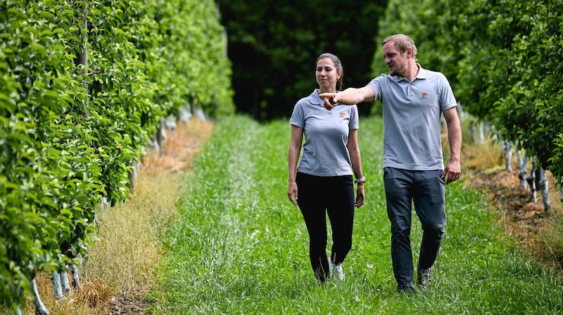 David Wieshaider und Nicole Gumplmayr in ihrem Obstgarten, wo die Äpfel und Birnen für die eigenen Säfte, Cider und Moste wachsen – dahinter steckt viel Arbeit. (Bild: Wenzel Markus)