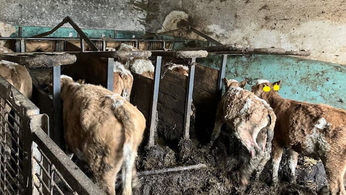 Völlig abgemagerte Kälber in hochgradig mit Kot verschmutzter Unterbringung.