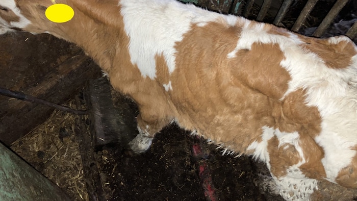 Das Foto des Amtstierarztes zeigt ein stark abgemagertes, dehydriertes Kalb.