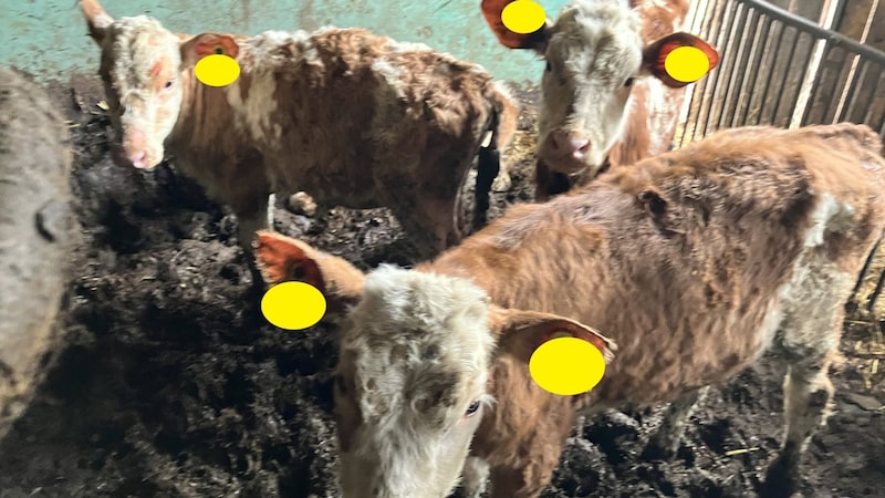 Severely emaciated, dehydrated calves in accommodation heavily soiled with excrement. (Bild: Krone KREATIV/BH Vöcklabruck)