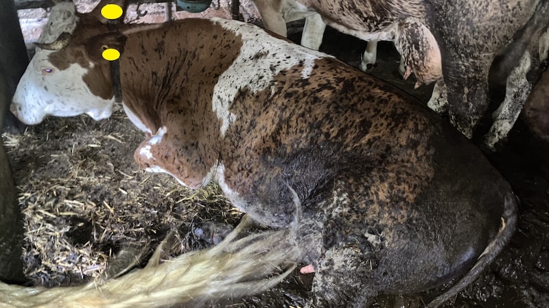 A cow in tethered housing without a dry lying area. (Bild: Krone KREATIV/BH Vöcklabruck)