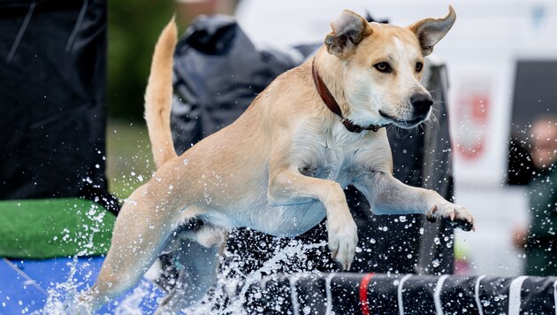 Bathing fun in Baden! The Dog Day took place for the 11th time (Bild: Imre Antal)