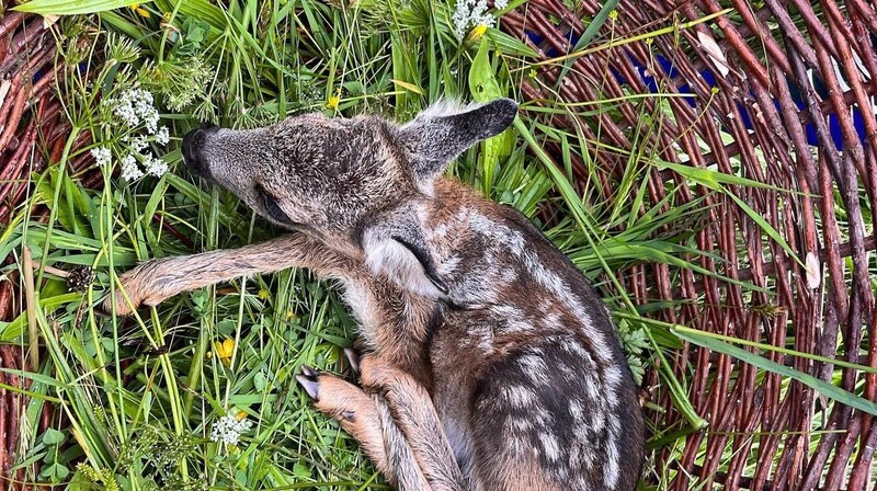 If the pilots come across a fawn, they carefully check on it. (Bild: Rehkitz & Copterrettung)