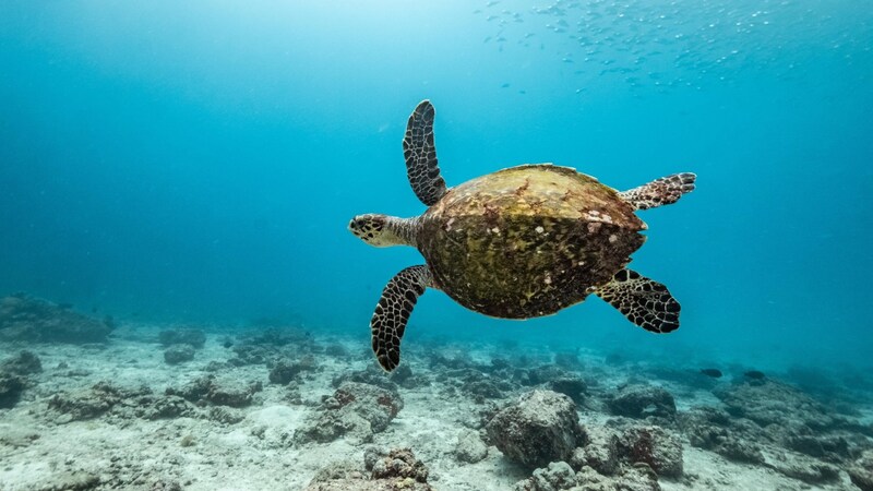 The high seas are home to millions of species and ecosystems, but less than one percent of them are fully protected. (Bild: © Tommy Trenchard / Greenpeace)