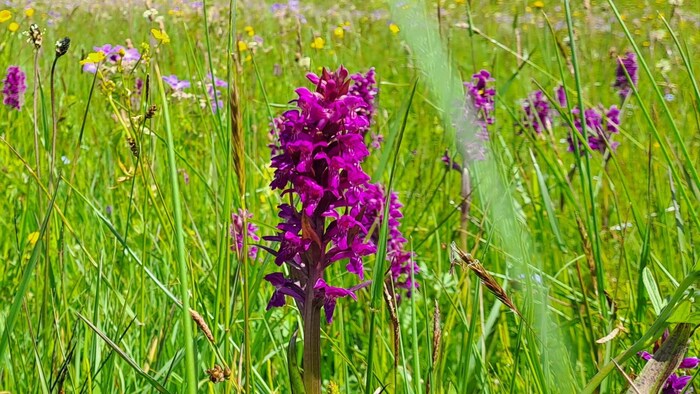 Das breitblättrige Knabenkraut
