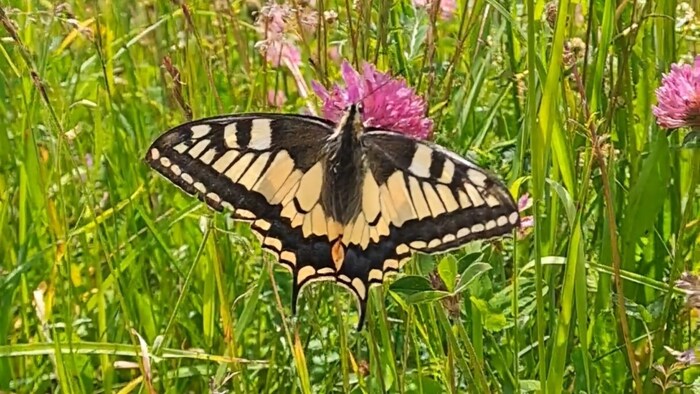 Der Schwalbenschanz.