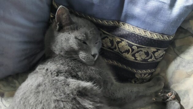 Kater „Timo“ war ein kleiner Schmuser. Seine Familie trauert um den herzigen Tiger.