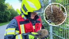 Der kleine Igel steckte zwischen zwei Streben eines Zaungitters fest. (Bild: Krone KREATIV/FFBS)