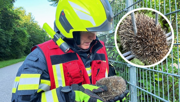 Der kleine Igel steckte zwischen zwei Streben eines Zaungitters fest. (Bild: Krone KREATIV/FFBS)