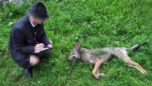 Hubert Stock vor dem abgeschossenen Wolf