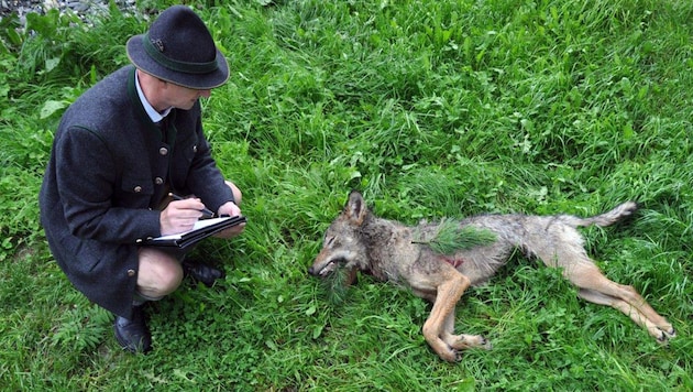 Hubert Stock vor dem abgeschossenen Wolf (Bild: Land Salzburg/Hubert Stock)