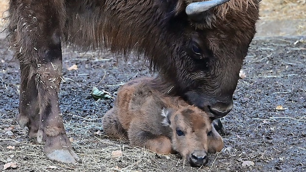 Noch ist das Wisentkalb ein Leichtgewicht – das wird sich aber schon bald ändern. (Bild: Alpenzoo)