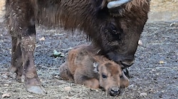 Noch ist das Wisentkalb ein Leichtgewicht – das wird sich aber schon bald ändern. (Bild: Alpenzoo)