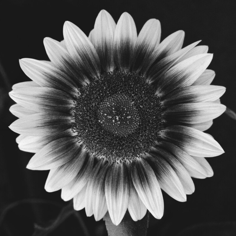 Sonnenblume (Bild: Anouk Tschanz)
