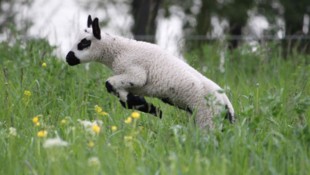 Donauinsel-Schaf „Flocki“ ist überzeugte Europäerin.