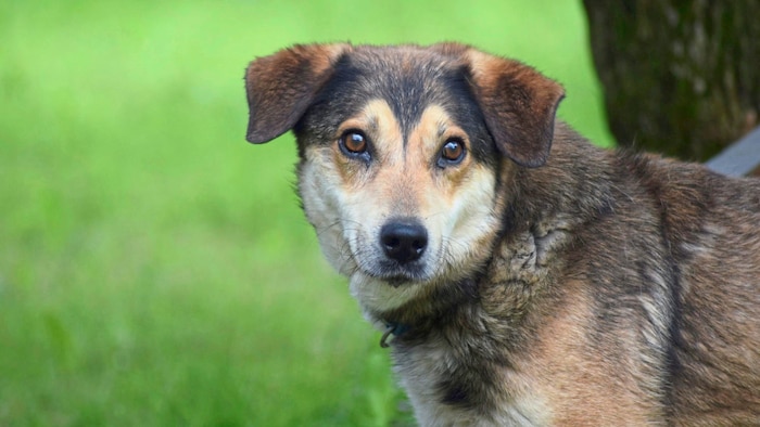 „Jedi“ lebt aktuell im Tierheim Villach