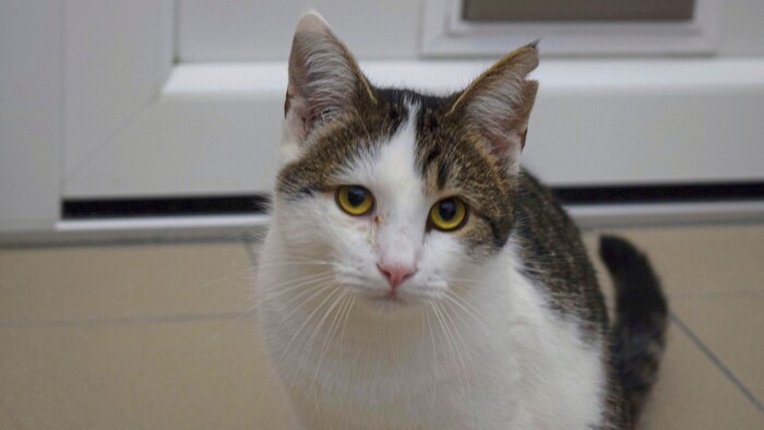 Kater Spike ist aufgeweckt und sehnt sich nach Freiheit.
