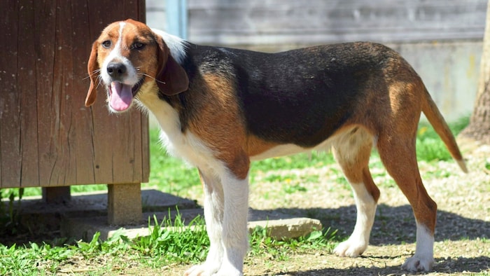 Lenni geht überaus gerne spazieren und versteht sich gut mit anderen Hunden und Kindern.