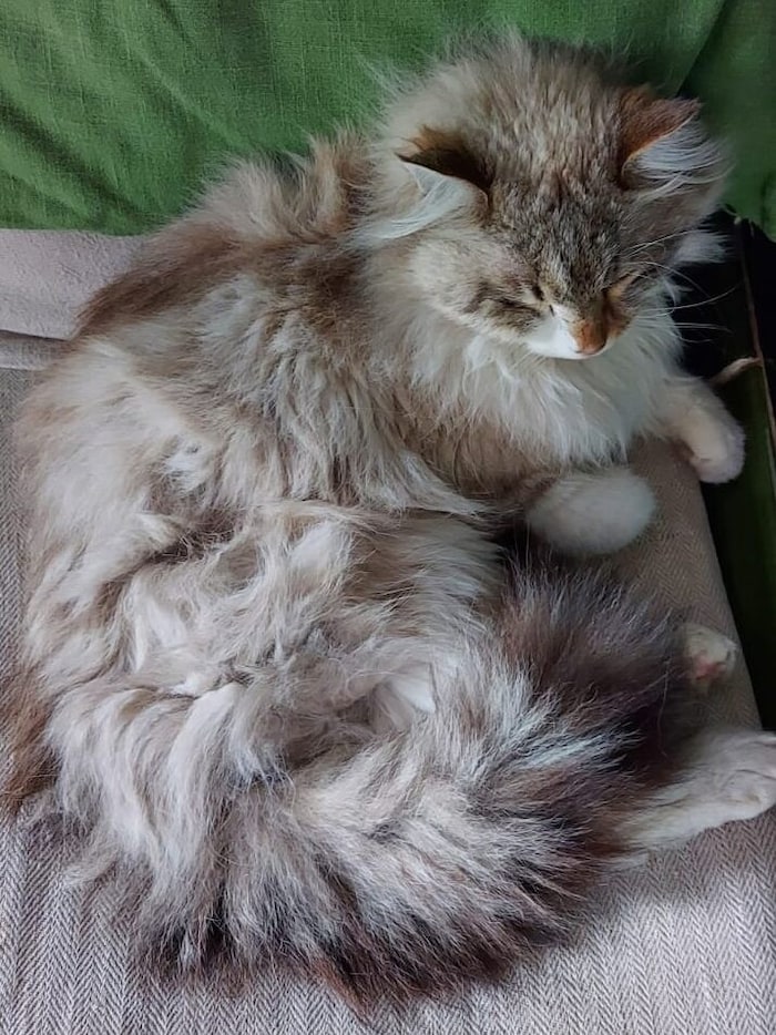 „Flausch“ ist in Grödig abgängig 