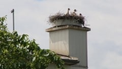 Fünf Storchenkinder auf einmal sind sehr selten. (Bild: Picasa)