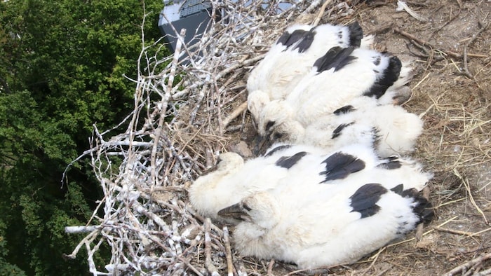 Die fünf Storchen-Geschwister in ihrem Nest